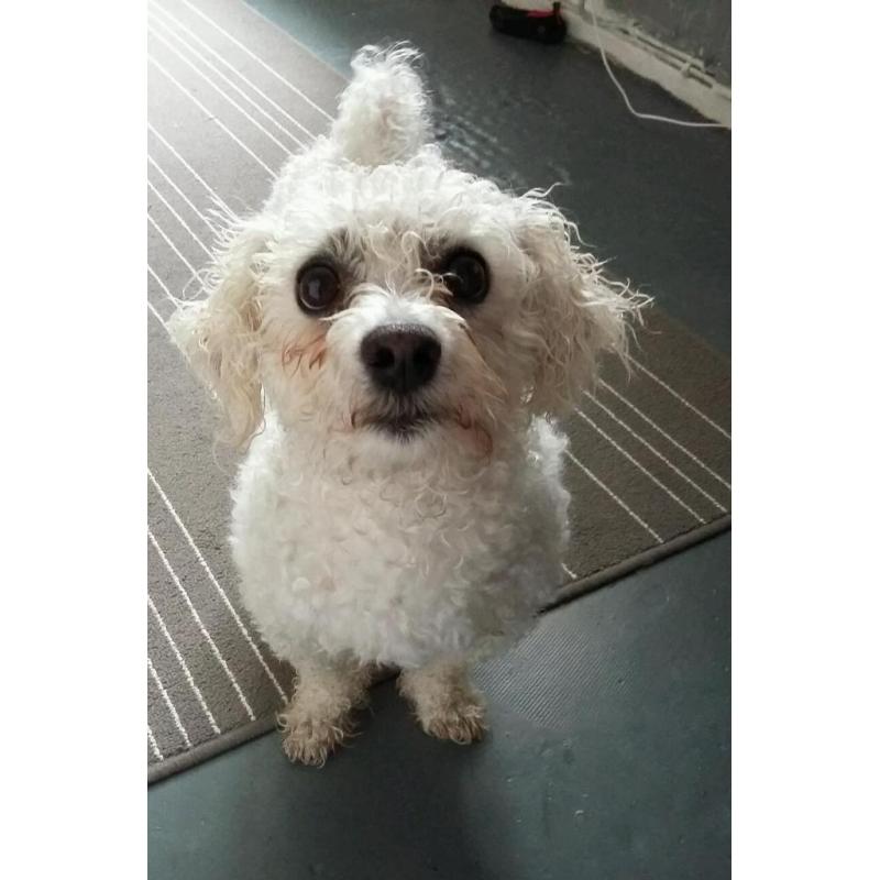 Bichon frise