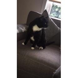 Cat found gourock!