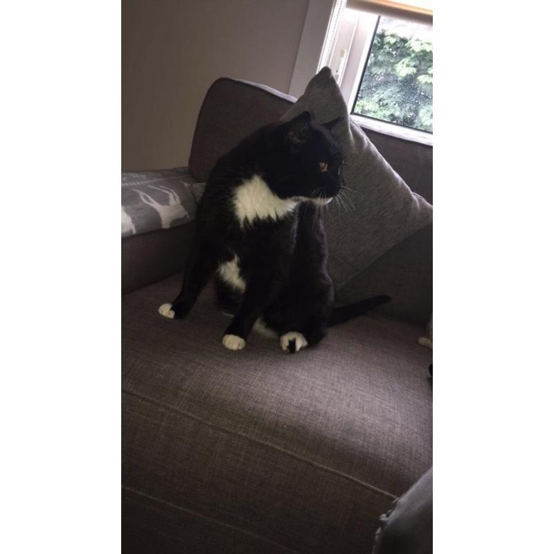 Cat found gourock!