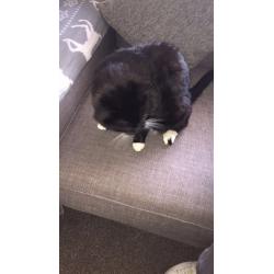 Cat found gourock!