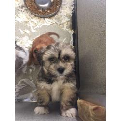 Lhasa apso puppies