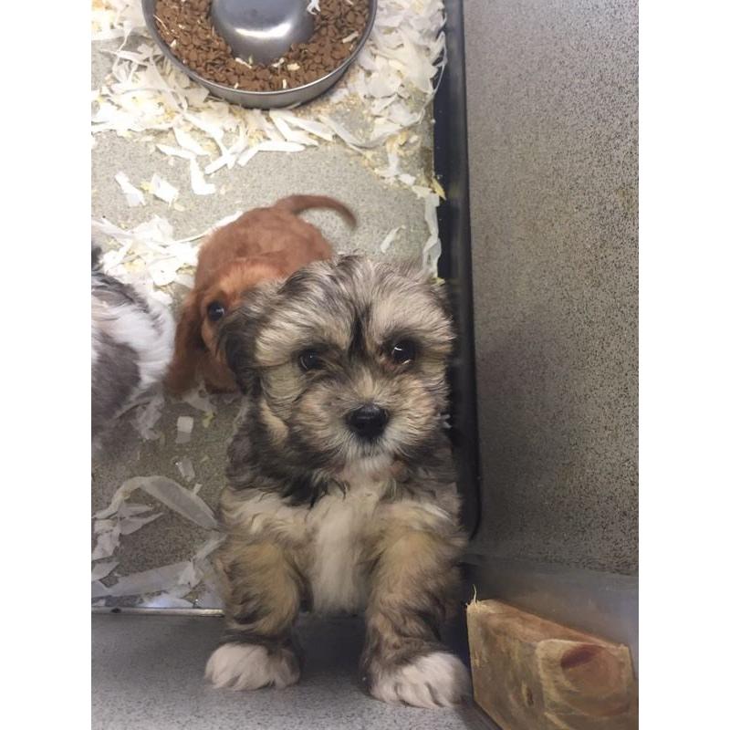 Lhasa apso puppies