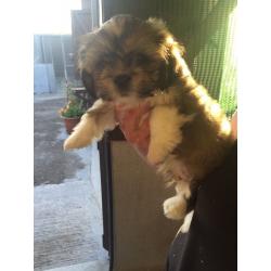 Lhasa apso puppies