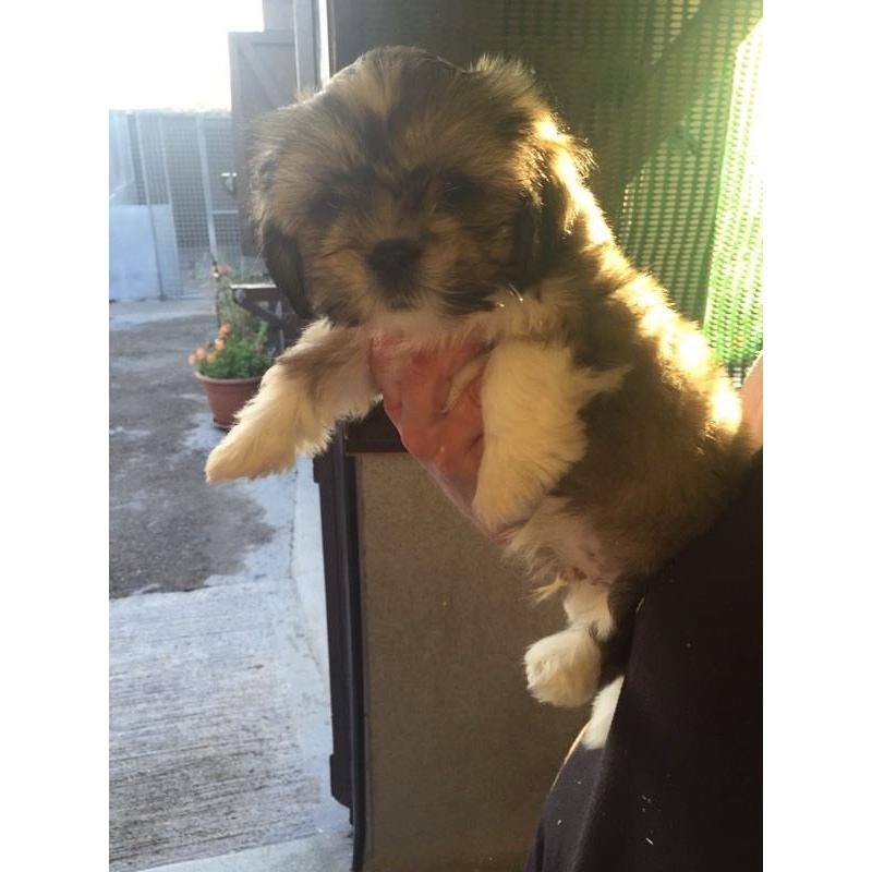 Lhasa apso puppies