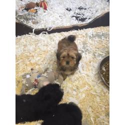 Lhasa apso puppies