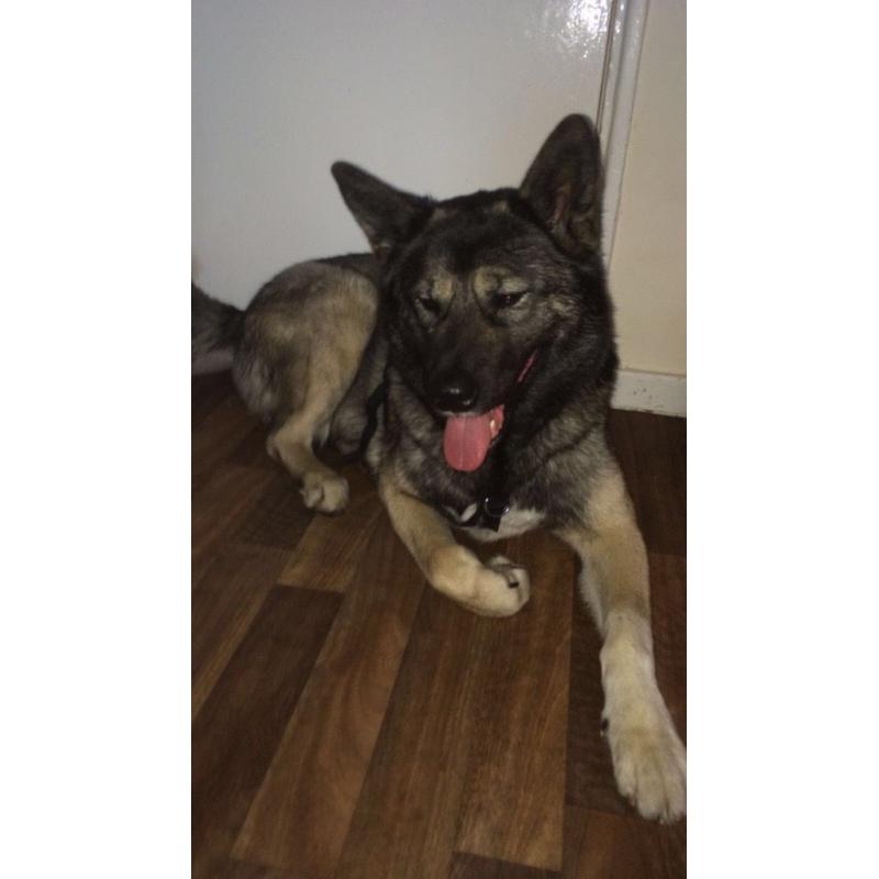 Full bread Akita female she's only 2years of age,she's not spade