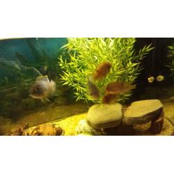 Ehiem 4ft Aquarium(complete set-up)
