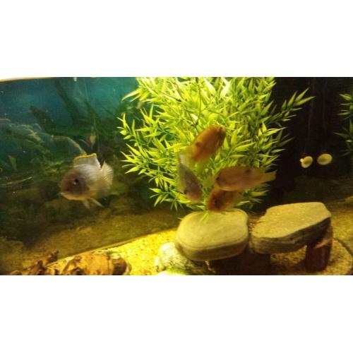 Ehiem 4ft Aquarium(complete set-up)