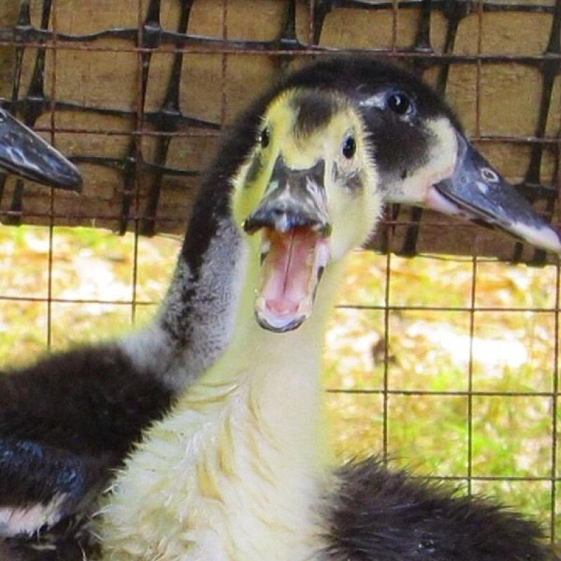 4 week old ducklings unsexed