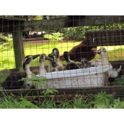 4 week old ducklings unsexed