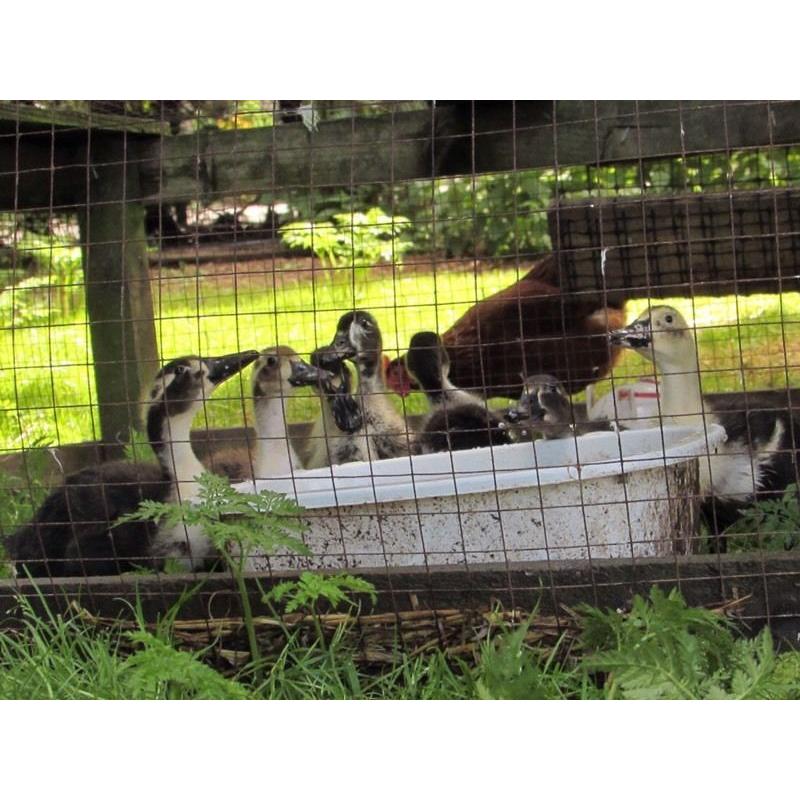 4 week old ducklings unsexed