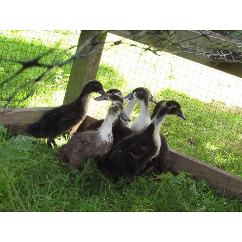 4 week old ducklings unsexed