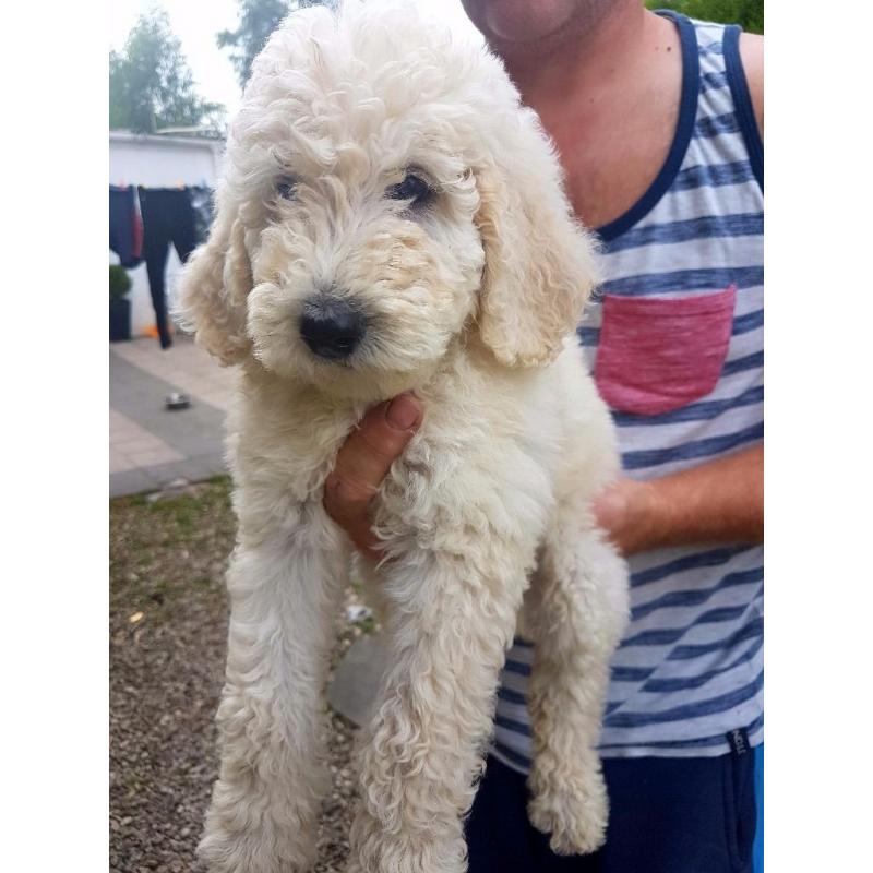 standard poodle puppies