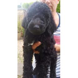 standard poodle puppies