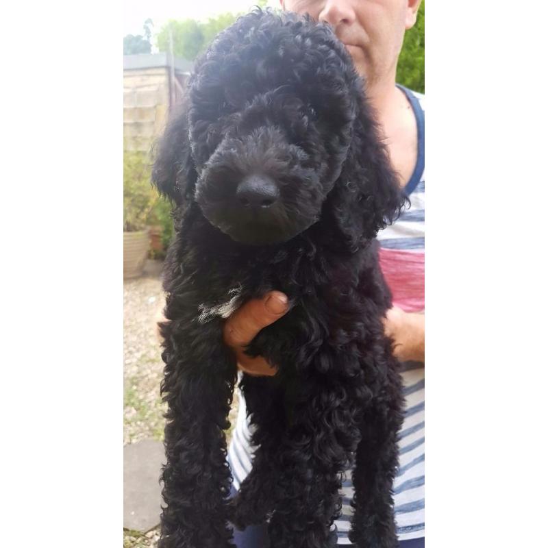 standard poodle puppies