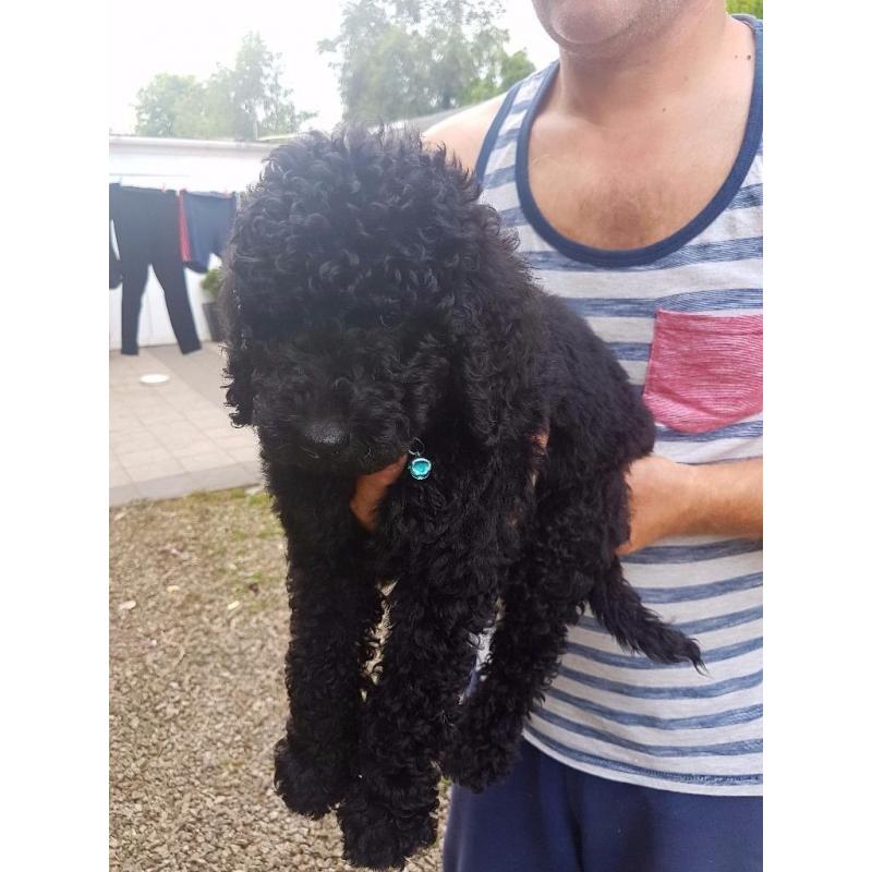 standard poodle puppies
