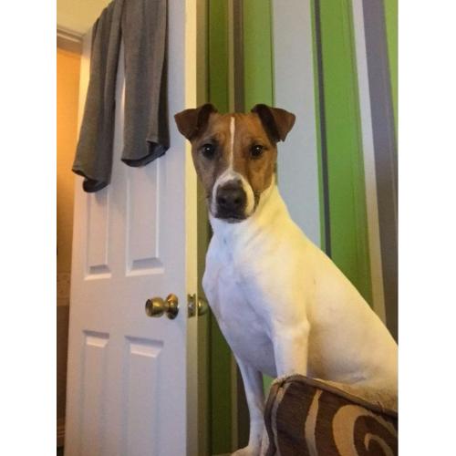 Lovely male jack Russell x in need of forever home