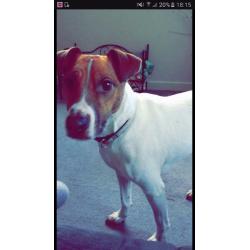 Lovely male jack Russell x in need of forever home