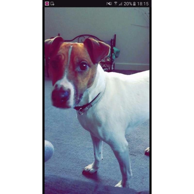 Lovely male jack Russell x in need of forever home