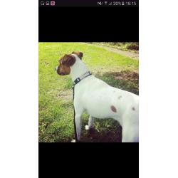 Lovely male jack Russell x in need of forever home