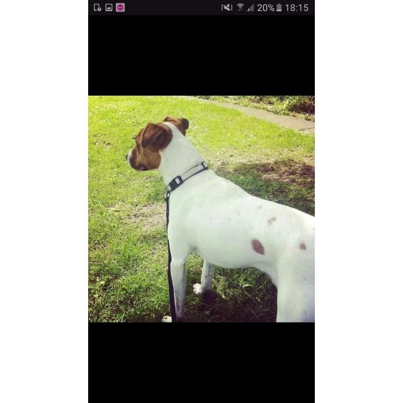 Lovely male jack Russell x in need of forever home