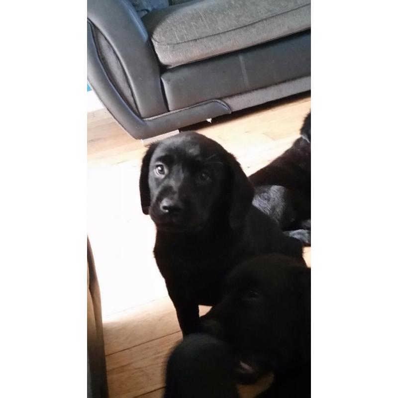 Black labrador puppies 3 girls 1 boy left