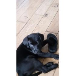 Black labrador puppies 3 girls 1 boy left