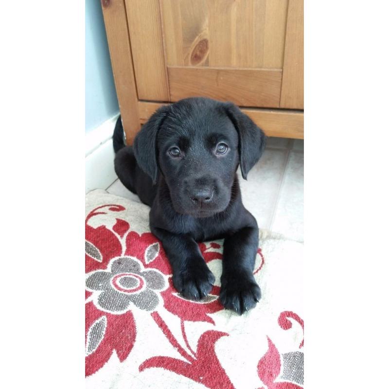 Black labrador puppies 3 girls 1 boy left