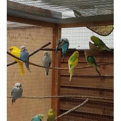 Baby Budgies for sale