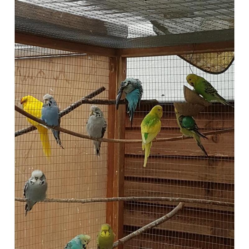 Baby Budgies for sale