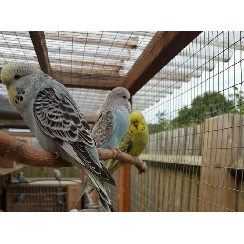 Baby Budgies for sale