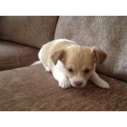 7/8th Chihuahua puppy