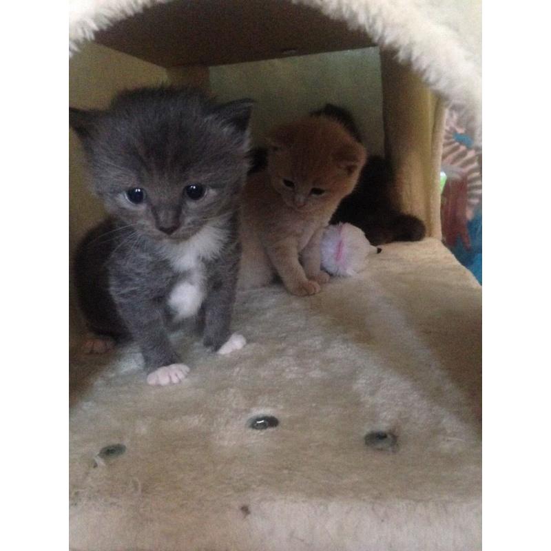 Gorgeous grey and also cream kittens available