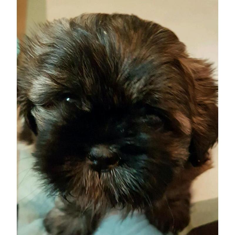 2x shih tzu puppy bitches
