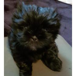 2x shih tzu puppy bitches