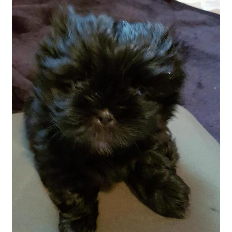 2x shih tzu puppy bitches