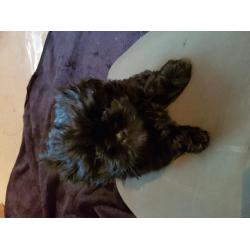 2x shih tzu puppy bitches