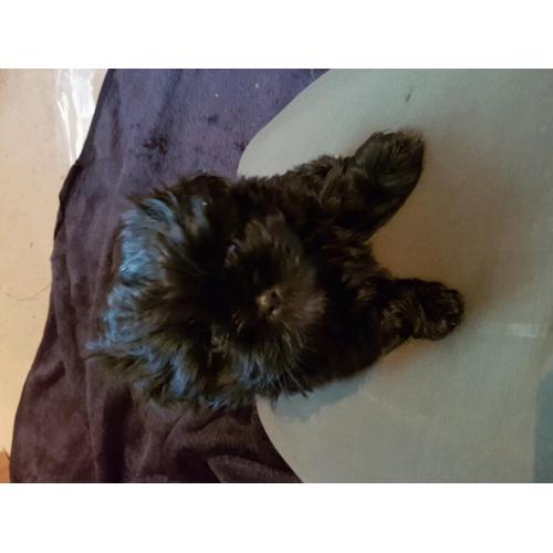 2x shih tzu puppy bitches