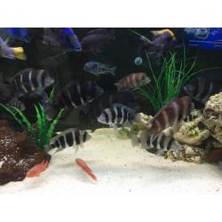 Frontosa Cichlids group