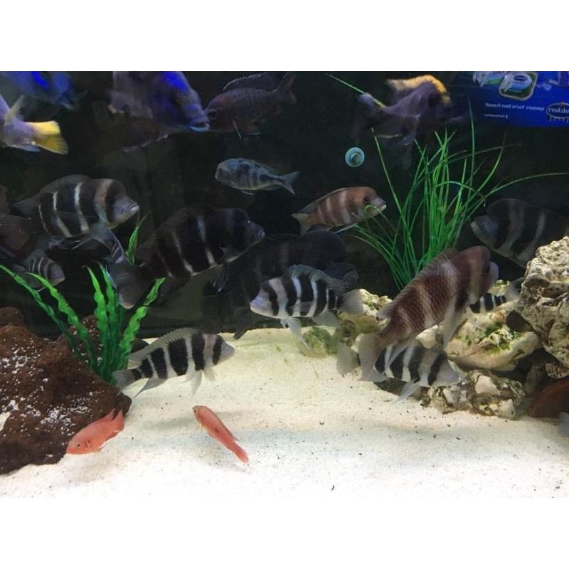 Frontosa Cichlids group