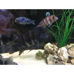Frontosa Cichlids group