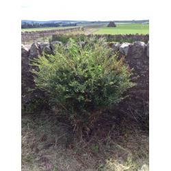 Free box bush looks like small privet Pathhead