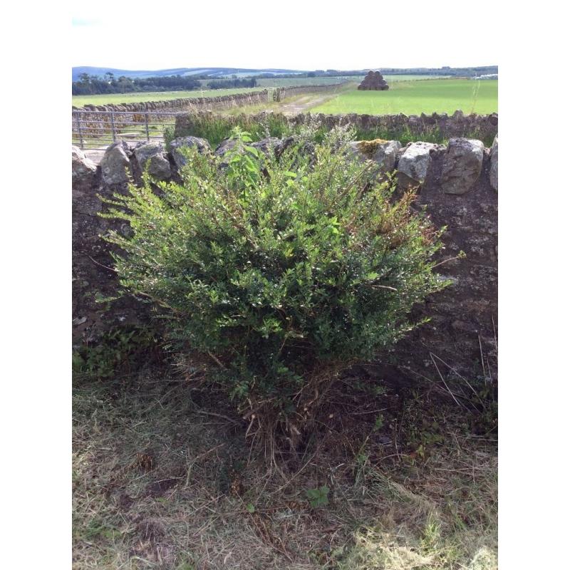 Free box bush looks like small privet Pathhead