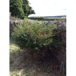 Free box bush looks like small privet Pathhead