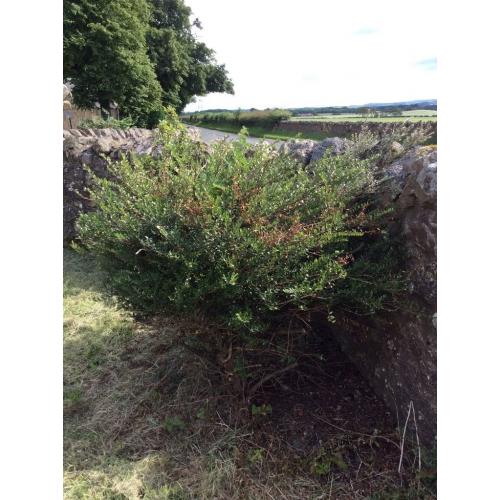Free box bush looks like small privet Pathhead