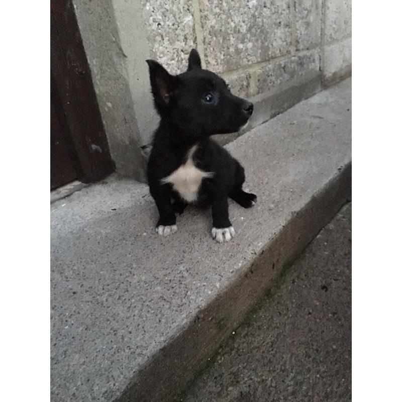 Quick sale for 1 female Jack Russell X Chihuahua pup