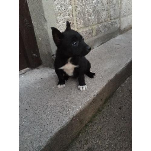 Quick sale for 1 female Jack Russell X Chihuahua pup