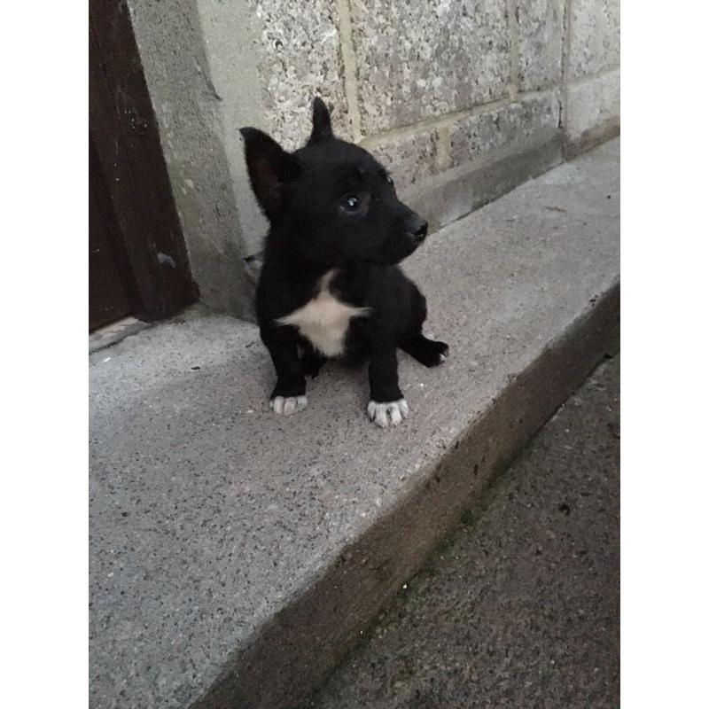 Quick sale for 1 female Jack Russell X Chihuahua pup