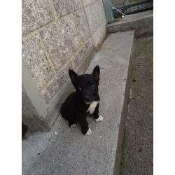 Quick sale for 1 female Jack Russell X Chihuahua pup
