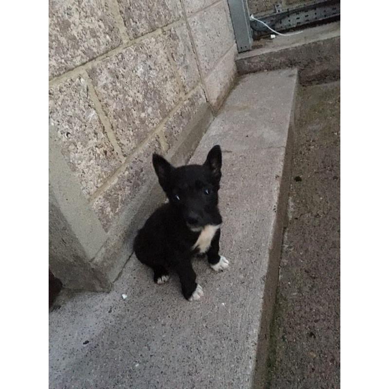 Quick sale for 1 female Jack Russell X Chihuahua pup